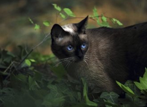 暹羅貓性格特點是什么