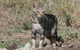 肯尼亞貓多久洗一次澡 肯尼亞貓洗澡方法