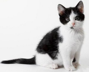 貓咪不同行為動作的需求和想法解析