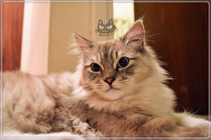 襤褸貓?jiān)趺聪丛? 襤褸貓洗澡護(hù)理方法