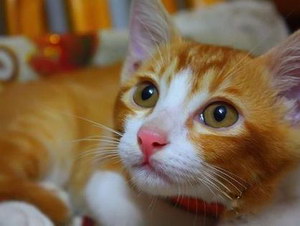 貓咪性格怎么判斷 根據貓咪毛色判斷性格