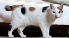 馬恩島貓怎么養 馬恩島貓幼貓飼養方法