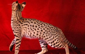 阿舍拉貓不能吃什么 阿舍拉貓飲食注意事項(xiàng)