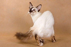 爪哇貓怎么剪指甲 爪哇貓剪指甲方法