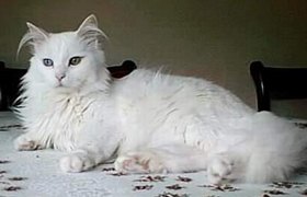 蒂凡尼貓多久洗一次澡 蒂凡尼貓洗澡注意事項