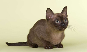 歐洲緬甸貓粘人嗎 歐洲緬甸貓粘人程度介紹