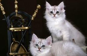 蒂凡尼貓不能吃什么 蒂凡尼貓禁忌食物介紹