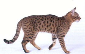 加州閃亮貓能吃狗糧嗎 不能長(zhǎng)期食用狗糧