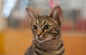 奧西貓友善嗎 奧西貓性格習性介紹