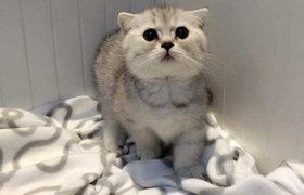 曼基康貓能吃鴨肝嗎 曼基康貓不能吃內臟類