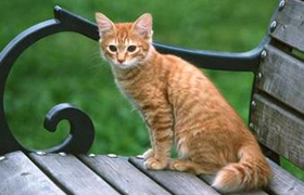 美國剛毛貓掉毛嗎 美國剛毛貓掉毛解決辦法