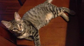 加州閃亮貓毛發(fā)怎么梳理 加州閃亮貓毛發(fā)梳理方法