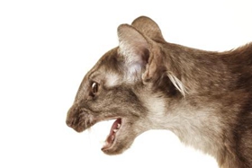 爪哇貓吃什么 爪哇貓喂養方法