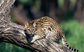 豹貓怎么養 豹貓飼養技巧