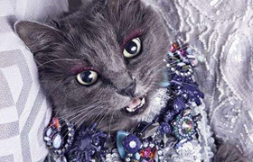 內(nèi)華達(dá)貓好養(yǎng)嗎 內(nèi)華達(dá)貓生活習(xí)性介紹