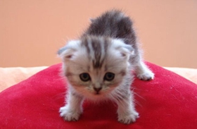 茶杯貓?jiān)趺词崦?茶杯貓毛發(fā)梳理方法