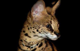 阿舍拉貓幼貓?jiān)趺答B(yǎng) 阿舍拉貓幼貓飼養(yǎng)方法