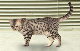 加州閃亮貓能吃什么水果 加州閃亮貓適合水果介紹