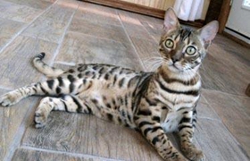 阿舍拉貓?jiān)趺聪丛?阿舍拉貓洗澡注意事項(xiàng)