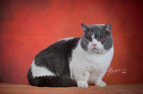 曼基康貓吃什么 曼基康貓喂養指南