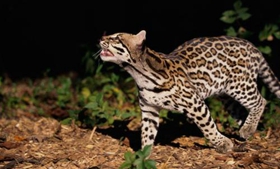 豹貓不能吃什么 豹貓飲食禁忌12條