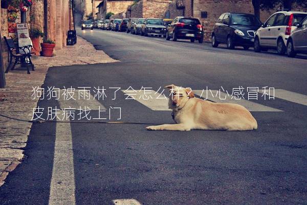 狗狗被雨淋了會怎么樣？小心感冒和皮膚病找上門