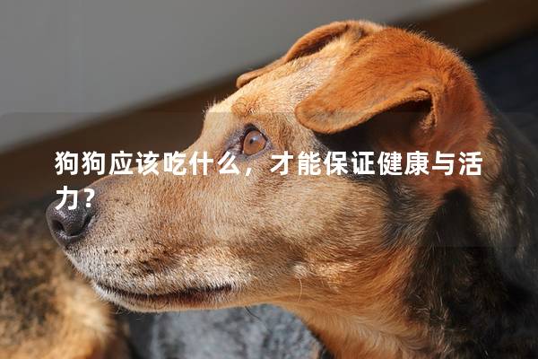 狗狗應該吃什么，才能保證健康與活力？
