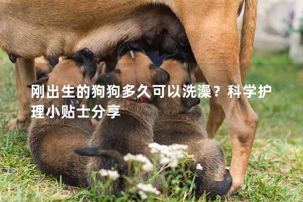 剛出生的狗狗多久可以洗澡？科學護理小貼士分享