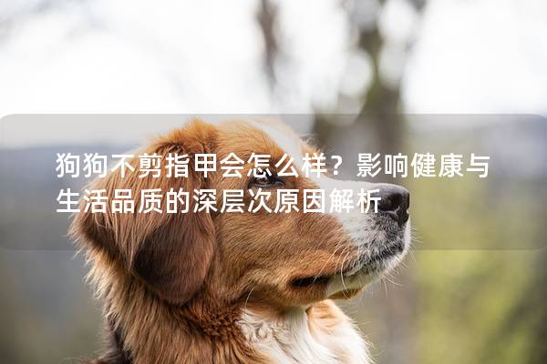 狗狗不剪指甲會怎么樣？影響健康與生活品質(zhì)的深層次原因解析