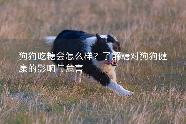 狗狗吃糖會怎么樣？了解糖對狗狗健康的影響與危害