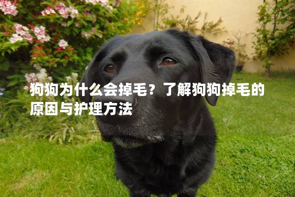 狗狗為什么會掉毛?了解狗狗掉毛的原因與護理方法