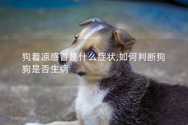 狗著涼感冒是什么癥狀,如何判斷狗狗是否生病