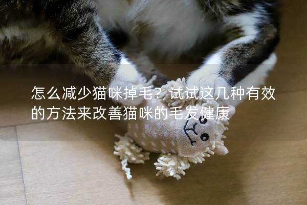 怎么減少貓咪掉毛？試試這幾種有效的方法來改善貓咪的毛發健康