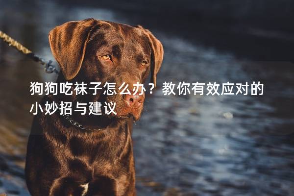 狗狗吃襪子怎么辦？教你有效應對的小妙招與建議