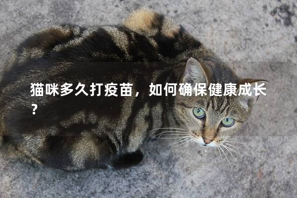 貓咪多久打疫苗，如何確保健康成長？