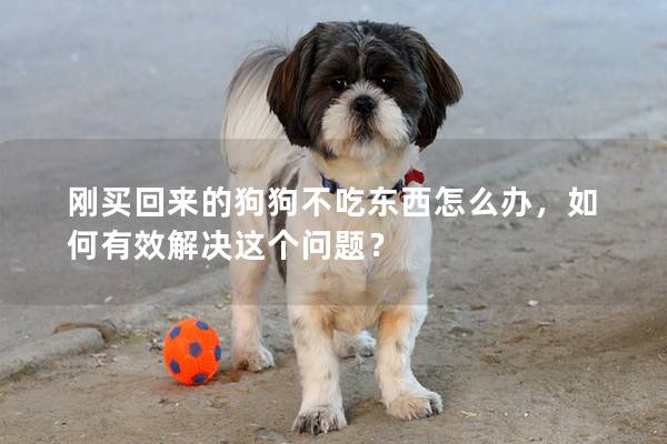 剛買回來的狗狗不吃東西怎么辦，如何有效解決這個(gè)問題？