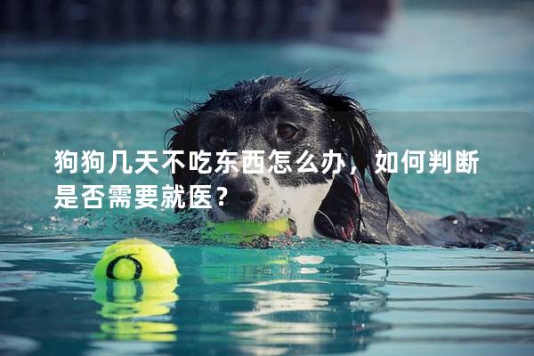 狗狗幾天不吃東西怎么辦，如何判斷是否需要就醫(yī)？