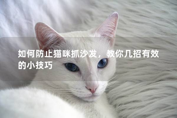 如何防止貓咪抓沙發，教你幾招有效的小技巧