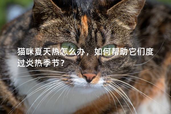 貓咪夏天熱怎么辦，如何幫助它們度過炎熱季節？