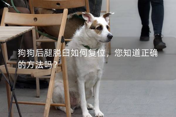 狗狗后腿脫臼如何復位，您知道正確的方法嗎？