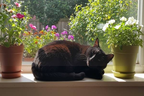 貓咪心血管疾病的早期癥狀有哪些？如何有效預防和治療？