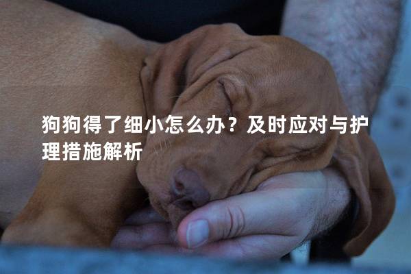 狗狗得了細小怎么辦？及時應對與護理措施解析