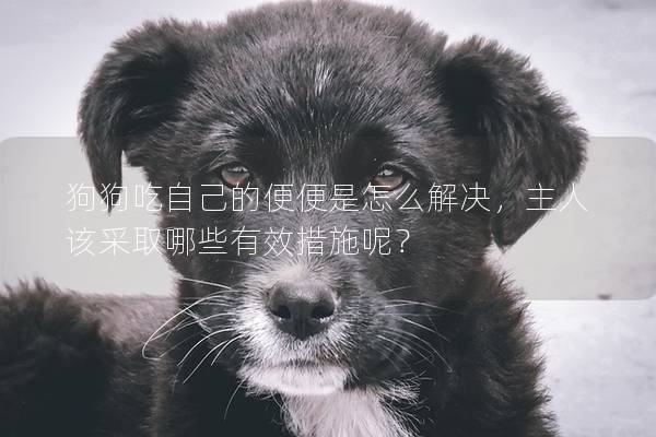 狗狗吃自己的便便是怎么解決，主人該采取哪些有效措施呢？