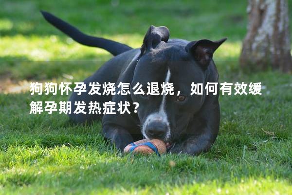 狗狗懷孕發(fā)燒怎么退燒，如何有效緩解孕期發(fā)熱癥狀？