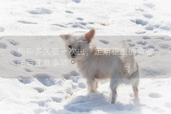 狗狗多久驅一次蟲，定期驅蟲的重要性與注意事項