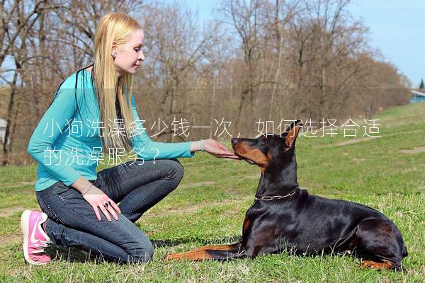 小狗洗澡多少錢(qián)一次，如何選擇合適的洗澡服務(wù)？
