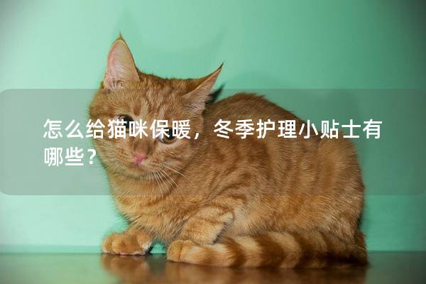 怎么給貓咪保暖，冬季護(hù)理小貼士有哪些？
