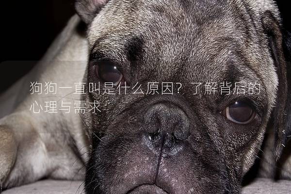 狗狗一直叫是什么原因?了解背后的心理與需求 狗狗一直叫是什么原因?了解背后的心理與需求