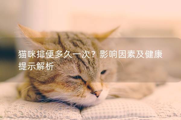 貓咪排便多久一次？影響因素及健康提示解析