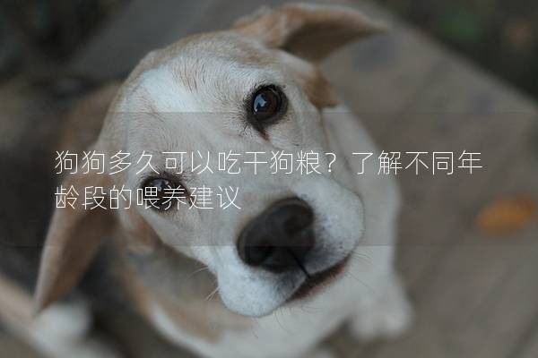 狗狗多久可以吃干狗糧？了解不同年齡段的喂養建議